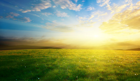 Field with Sunshine