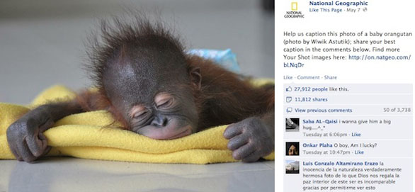 Orangutan Sleeping