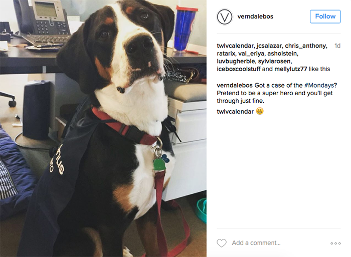 dog in office 3