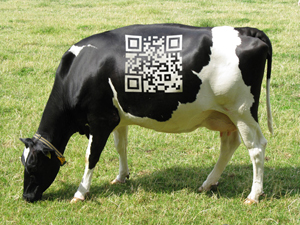 Cow Qr code